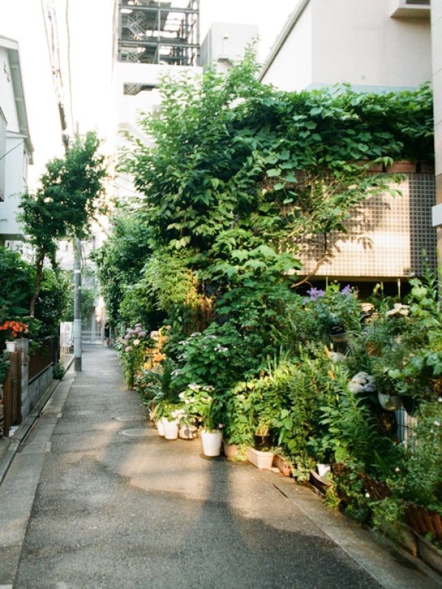 हर गार्डन में जान डाल देगा DAP, बेहद पावरफुल हैं रिज़ल्ट!