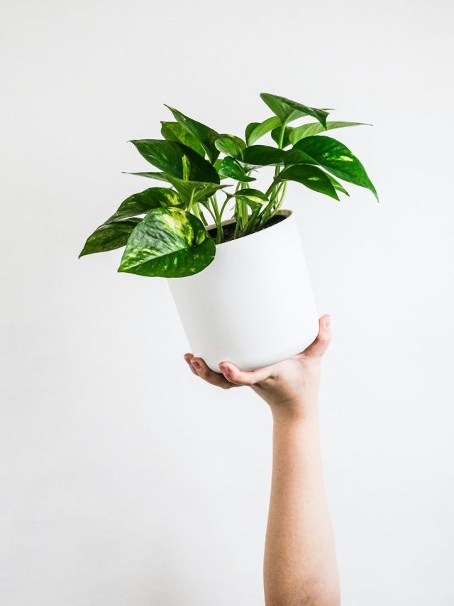 आपके मनी प्लांट को कितने पानी की जरूरत? यहां जानें