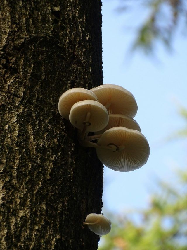 पेड़ के आसपास मशरूम उगना क्यों है बुरा संकेत? जानें