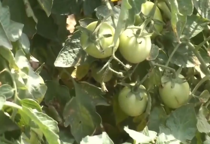 बढ़िया पैदावार लेकिन नहीं पक रही फसल! मौसम की मार से टमाटर किसान परेशान