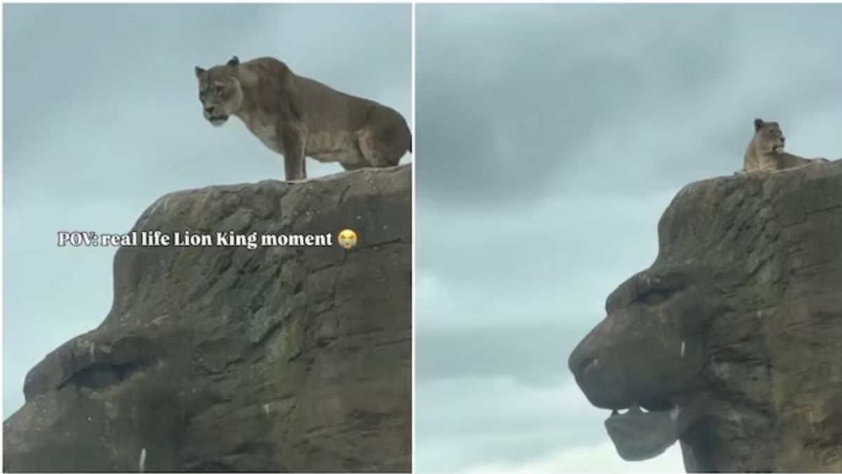 जंगल में शेरनी का रॉयल अंदाज कैमरे में कैद, वीडियो बार-बार देख रहे लोग