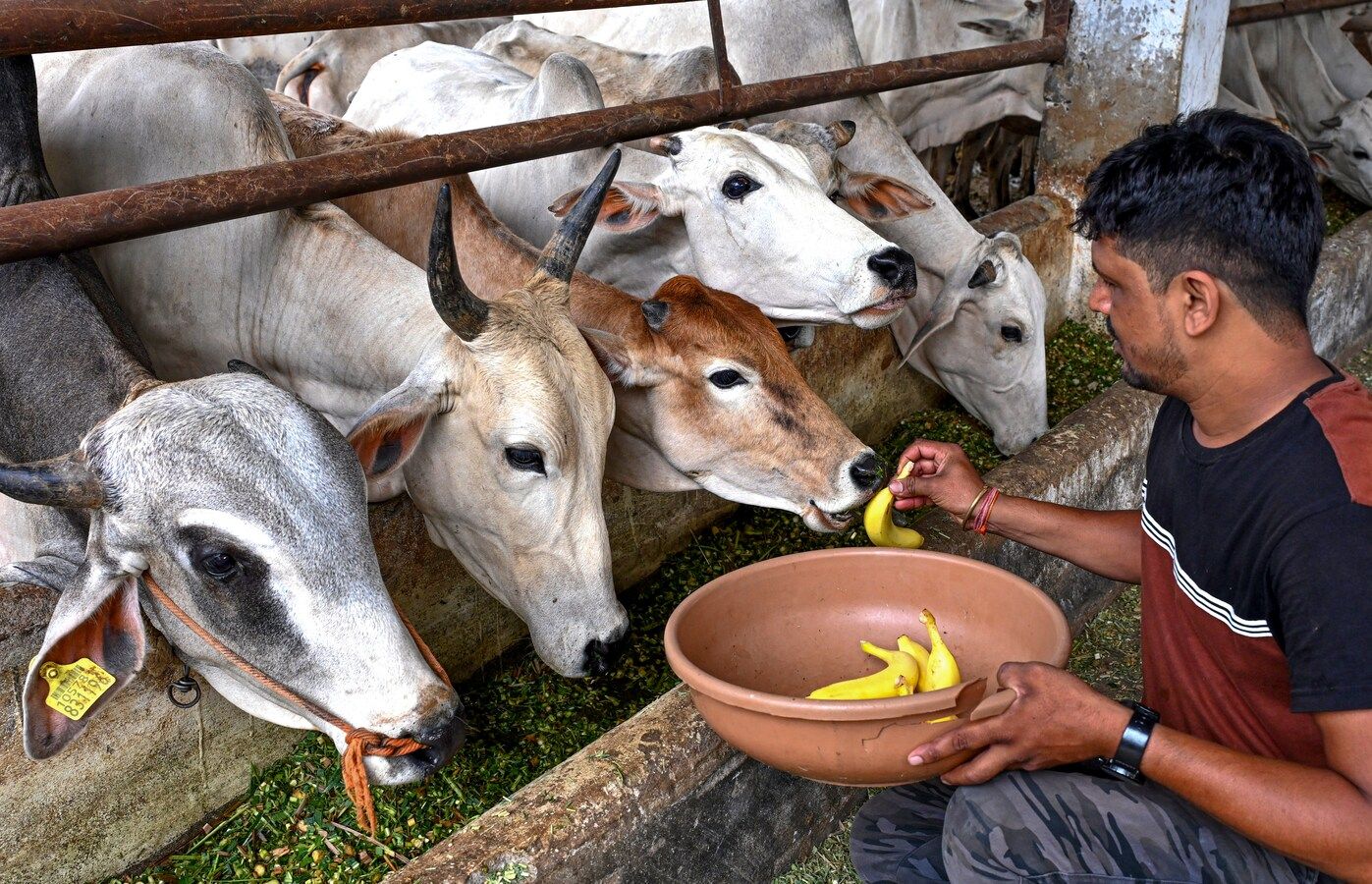 कम दूध दे रहीं गाय-भैंस? फॉलो करें चारे का सही फॉर्मूला